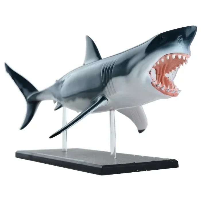 Hong Kong Genuine Shark Visceral Bone Anatomy Assembly Model Science Popularization Teaching Equipment Decoration