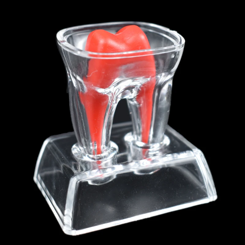 6Pcs Dental Demonstration Model Plastic Teeth Model Molar Crystal Base Separable Separate Teaching