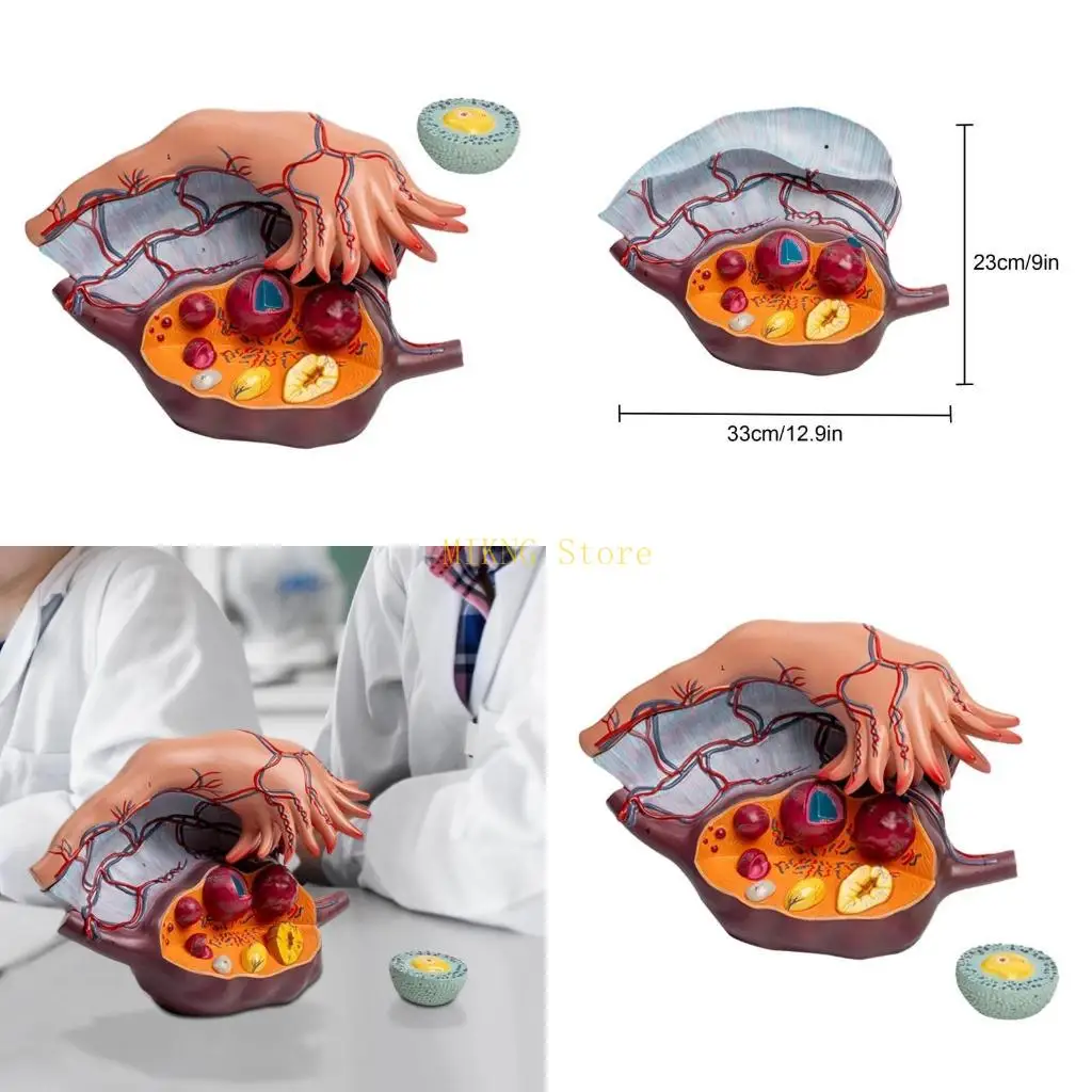 

Анатомическая модель матки и яичников показывает лучшие продажи яичников, фолликулов и маточных труб
