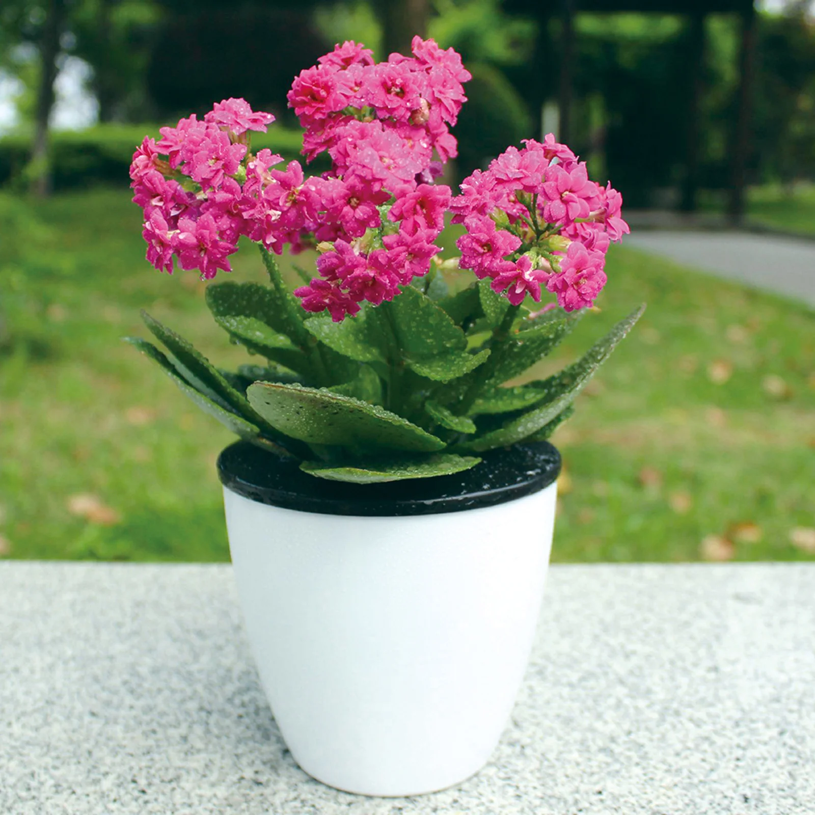 

Self-Watering Round Plastic Flower Pot 11cm Automatic Watering Plant Pot for Office Garden Home Self-Watering Planter