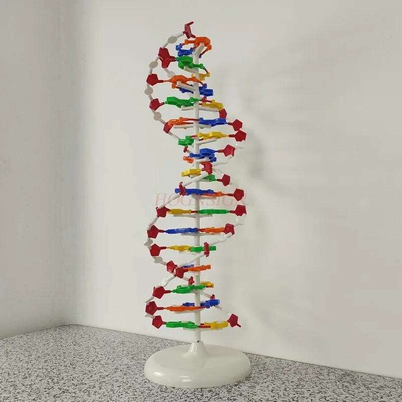 molecular instrument DNA double helix structure model High school DNA molecular structure model teaching aids