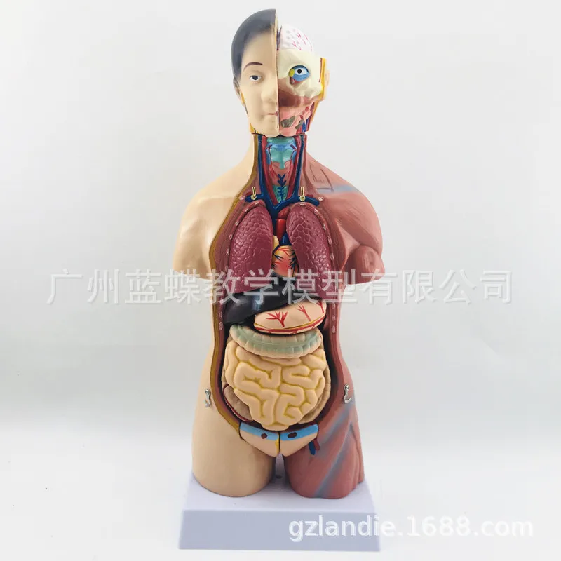 15parts 42CM Human Famale Torso Heart Brain Trachea Esophagus Aorta Diaphragm Lung Internal Organs Anatomical Model