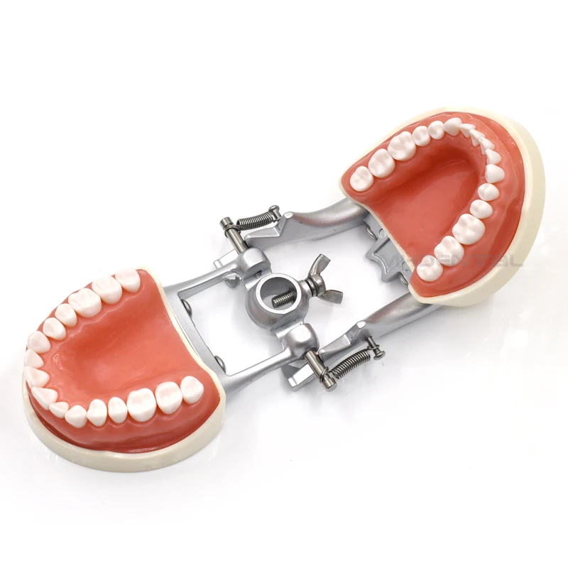 24/28/32/6X Teeth Model Removable Typodont Model for Orthodontic Teach Practice Standard Dental Model Teeth