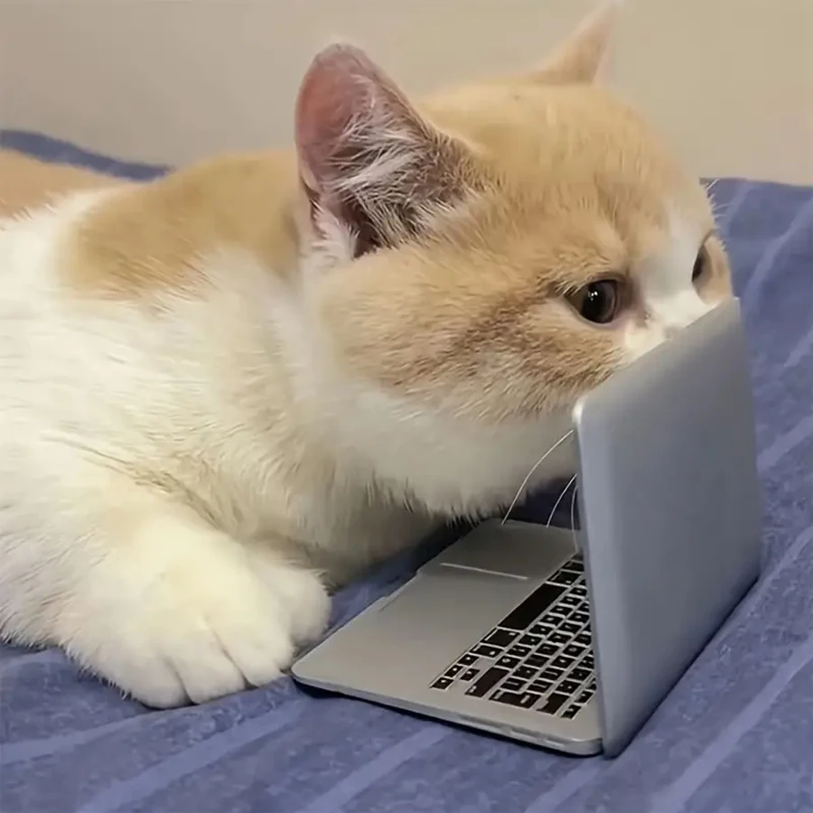 Un giocattolo per gatti A forma di mini laptop, uno specchio portatile realistico per animali domestici in resina e uno specchio per il trucco