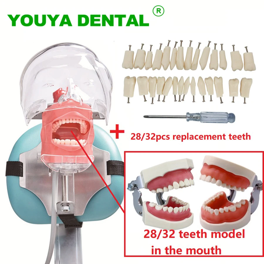 Dental Simulator Head Model Manikin Phantom Typodont With Teeth Dentist Teaching Study Demonstration Tools Dentistry Equipment