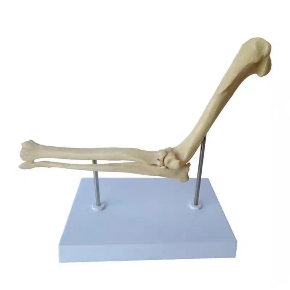 Animal Canine Skleton Dog Elbow Joint Models for Veterinary Animal Teaching