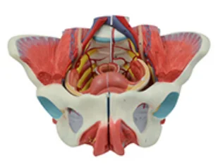 

Female Pelvic Appendage Reproductive Organs and Vascular Nerve Model Medical Science Pelvis with Genital Neural Simulator Teachi