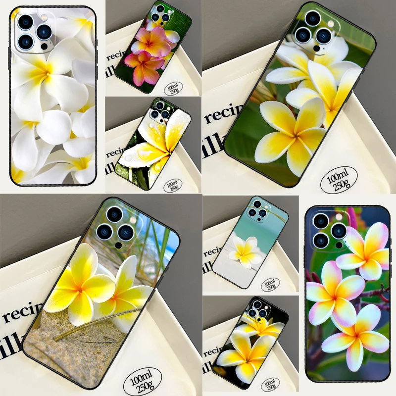 Frangipani Flowers … - image