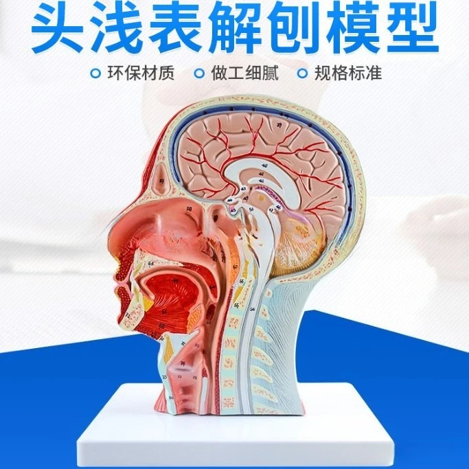 Sagittal section of the head, medical cosmetic facial nerve microsurgery, superficial blood vessel and nerve model of the head
