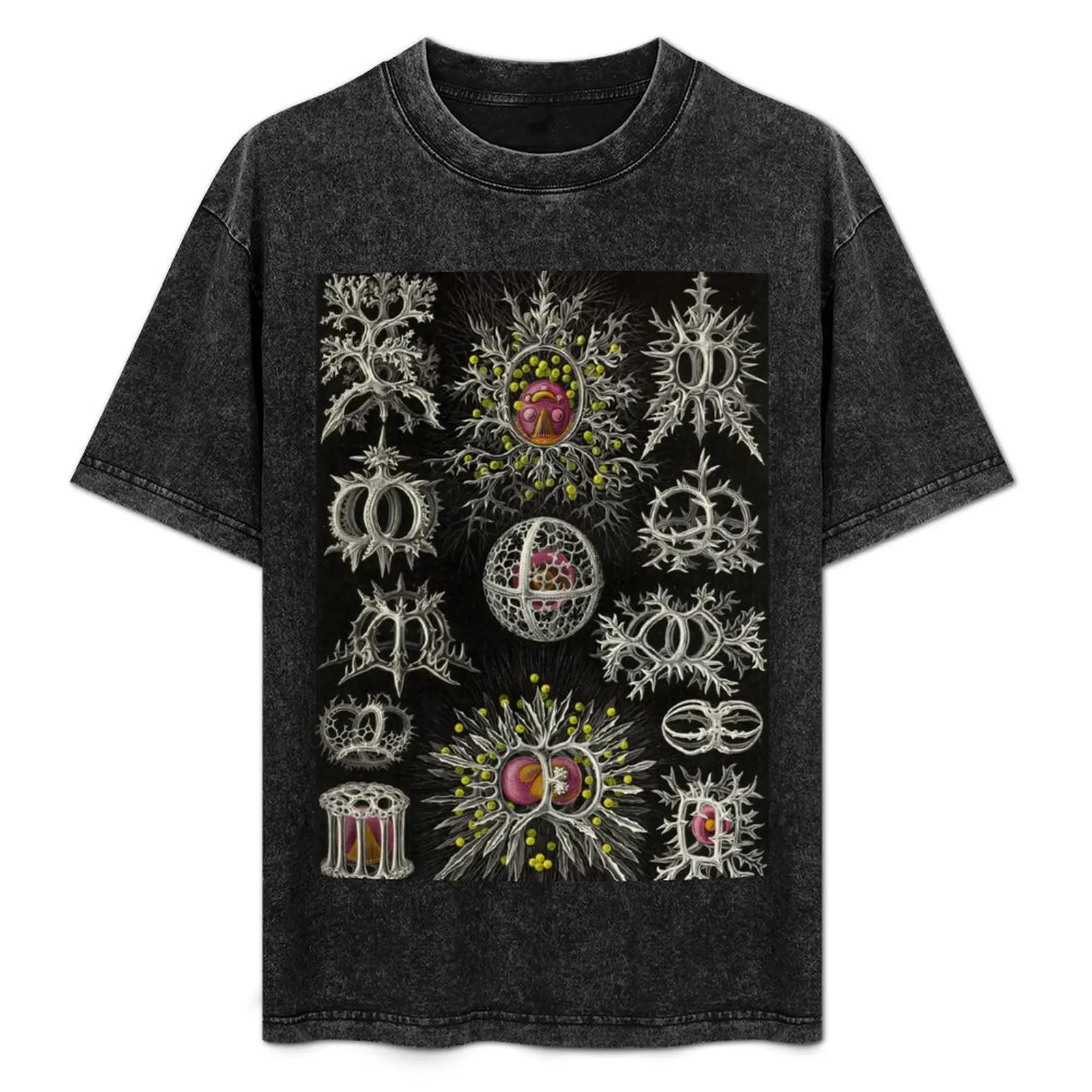 

Stephoidea (Radiolaria) - Ernst Haeckel T-Shirt Novelty Print Casual Tee Shirt