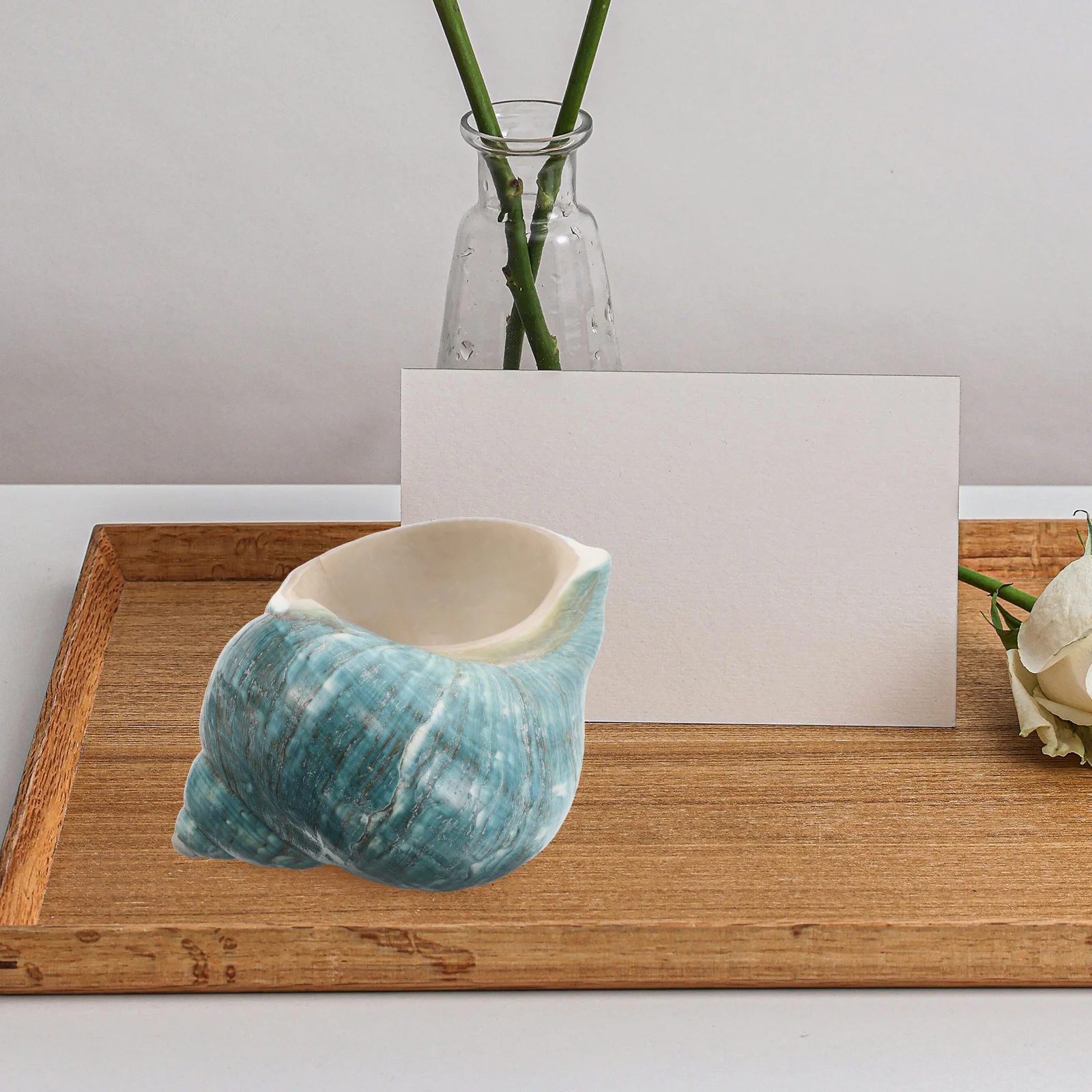 

Natural Conch Shells Large Authentic Mediterranean Style Seashell Ornament Ocean Themed Decor Fish Tank Tabletop Nautical