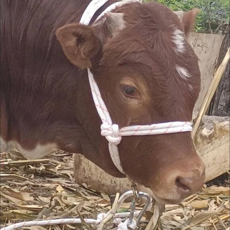Halter para ganado de alta resistencia: brida de cuerda de nailon para control de vacas y toro, equipo para ganado agrícola