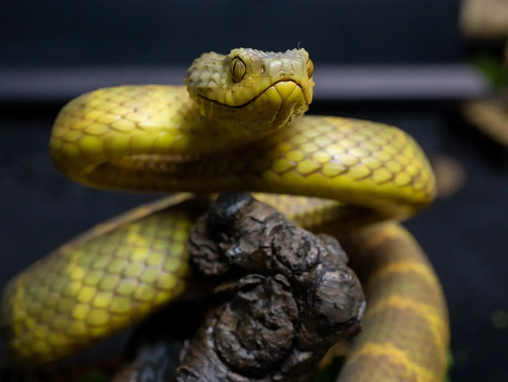 Snake Gorge Studio Yellow Atheris Squamigera Model Miniature Landscape Bush Viper Decoration Realistic Animal Collection Gift
