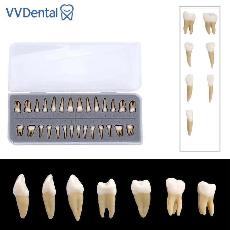 

VVDental Dental Permanent Teeth Demonstration Teach Study Model 28Pcs 1: 1 Dentist Implant Teaching Model Dentist Model