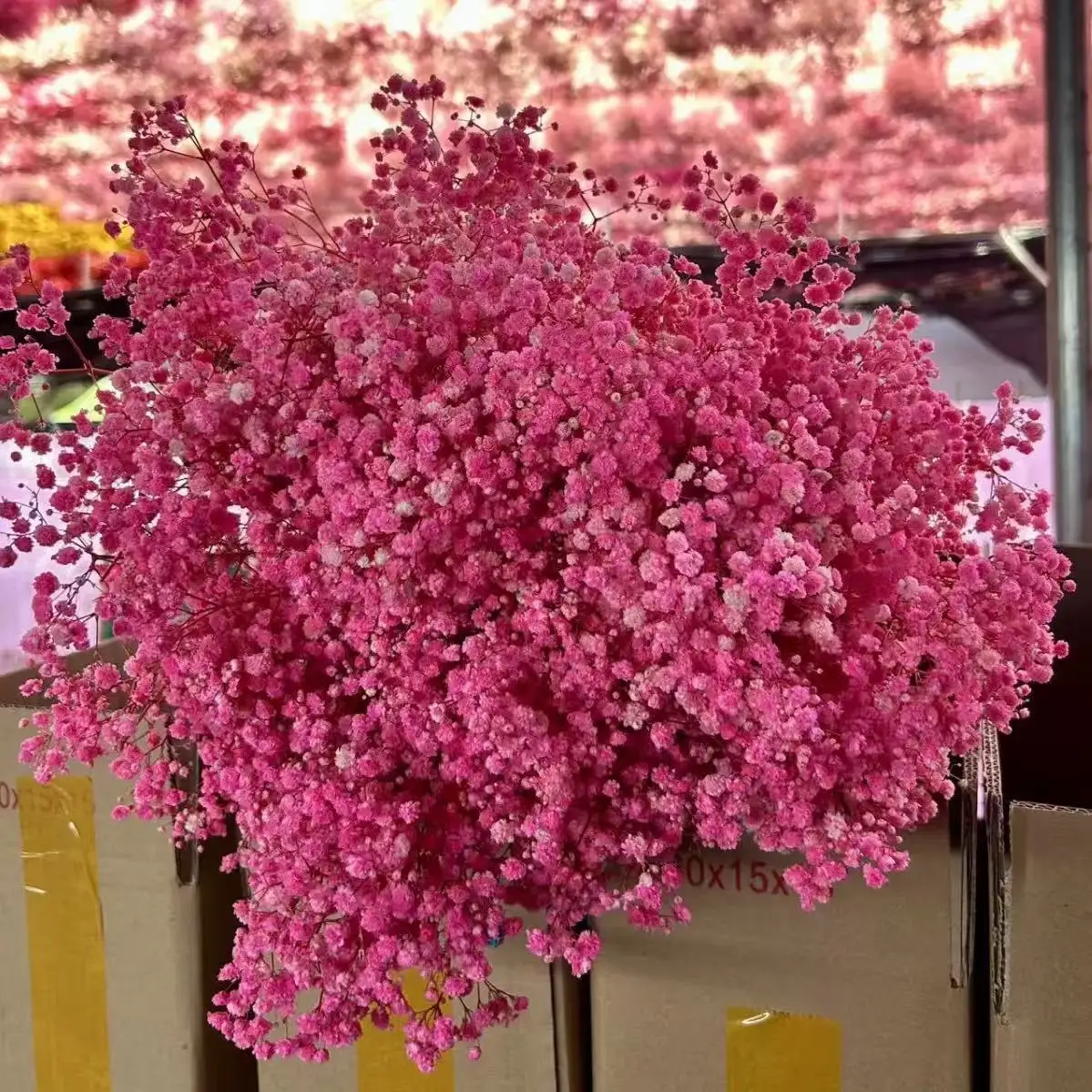 

Фестиваль Свадебные сушеные цветы Натуральные солнце-сушеные домашний декор Цветы Украшение сада со звездами Цветы