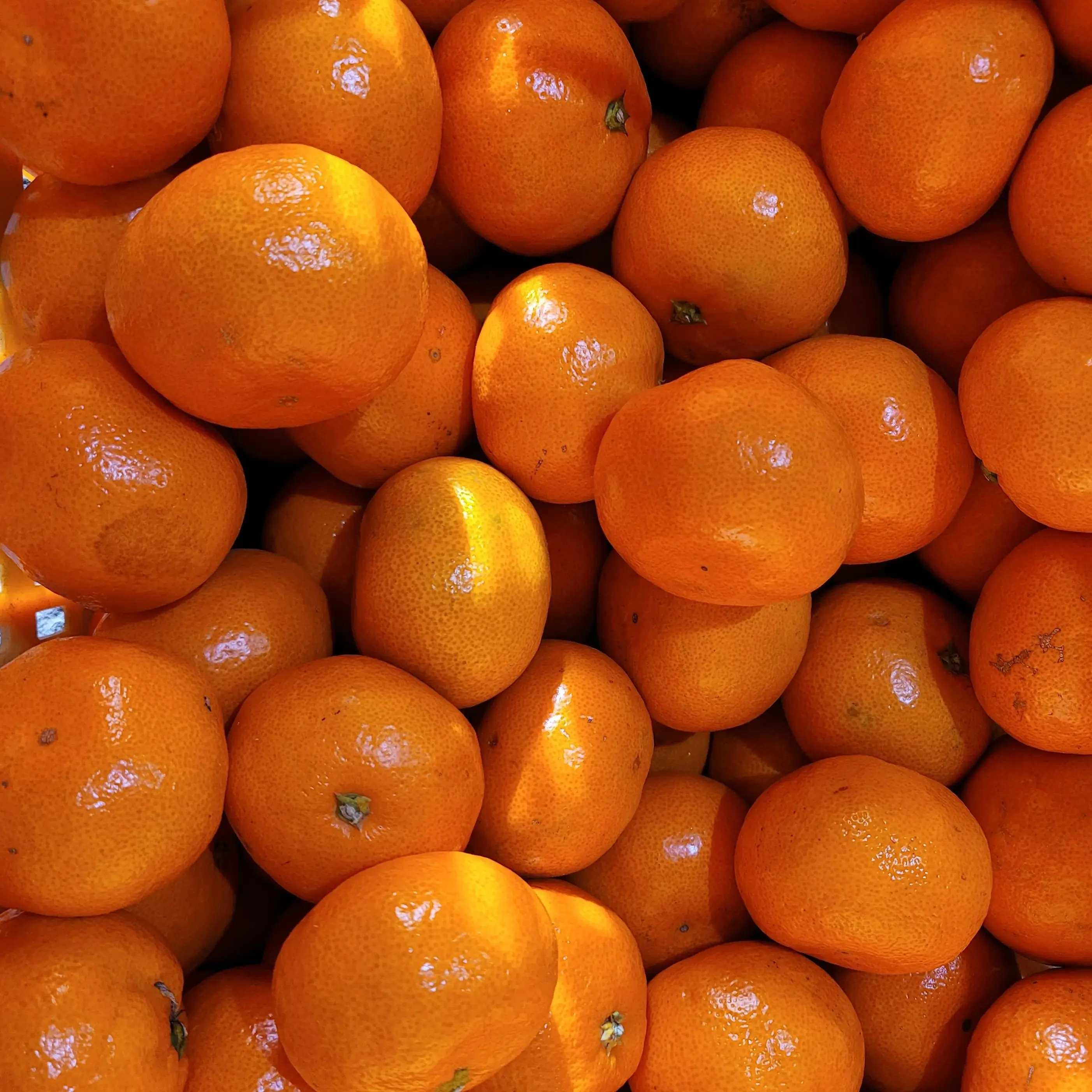 [حدث سعر خاص للغاية] فواكه لحمي حلوة متفجرة بنكهة عصير دفيئة جيجو مفتوحة الميدان عسل حلو اليوسفي الفاخر