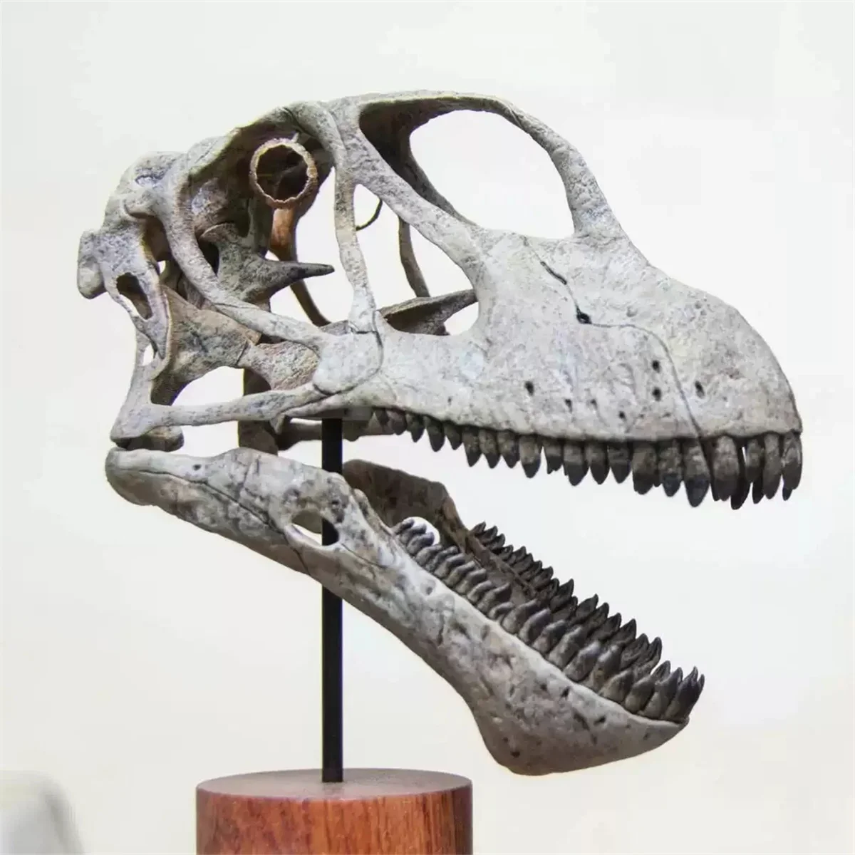 VWUVWU Mamenchisaurus youngi Skull Skeleton Model Sauropodomorpha Dinosaur Animal Collection Educational Decor GK Gift Toys