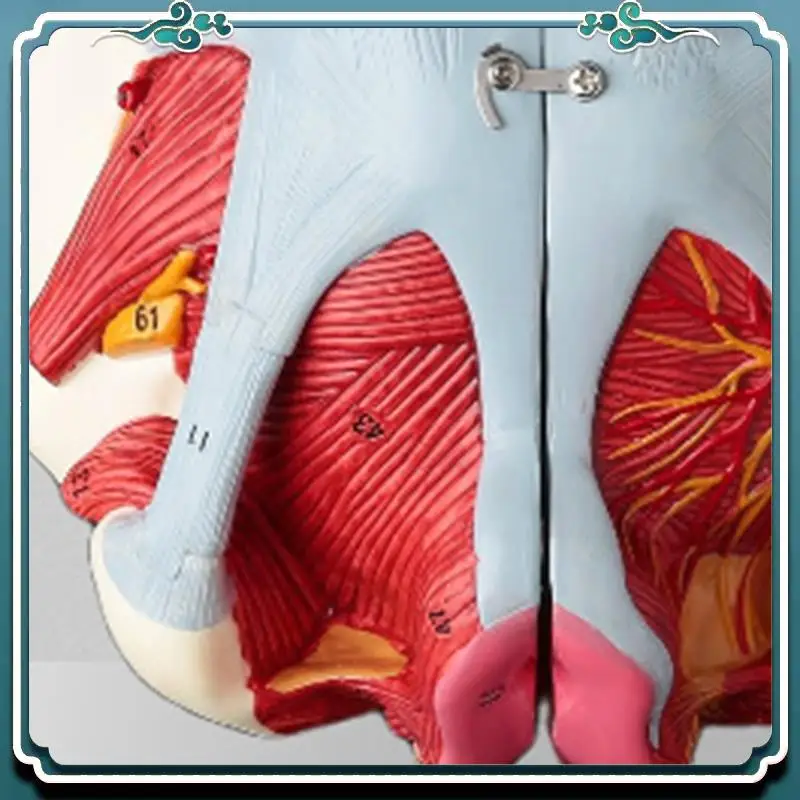 ABSK-Disassembled Female Pelvis Anatomy Model PVC Female Pelvis With Floor Muscle,Nerves Model Lab Supplies,Uterine Pelvic