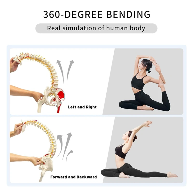 

Spine Model Spine Model for Anatomy, Arteries, Lumbar Column,Pelvic Girdle Femur with Stand for