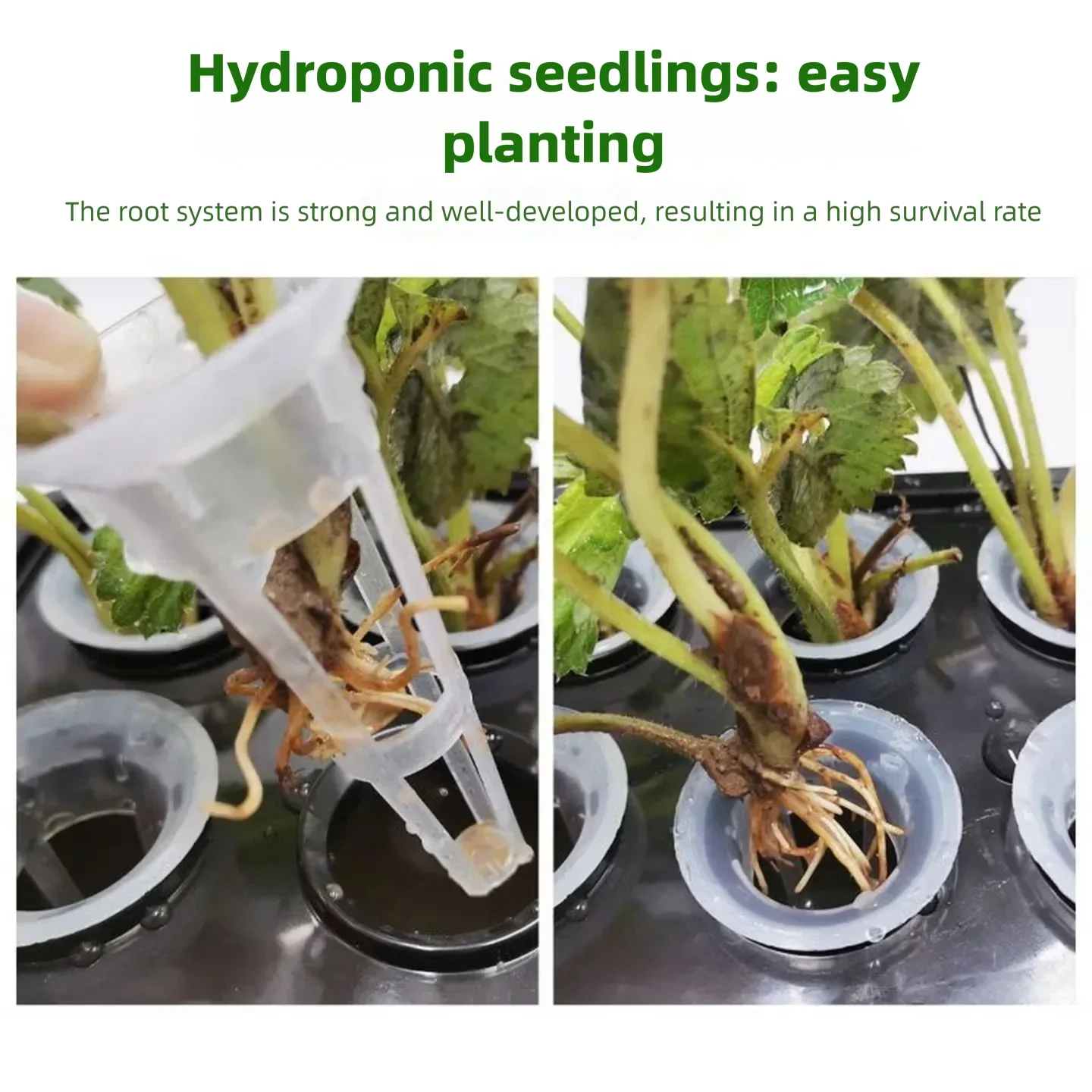 76/101 قطعة من ملحقات الحدائق  - مراجعة Aerogarden Seed Pod وسعره