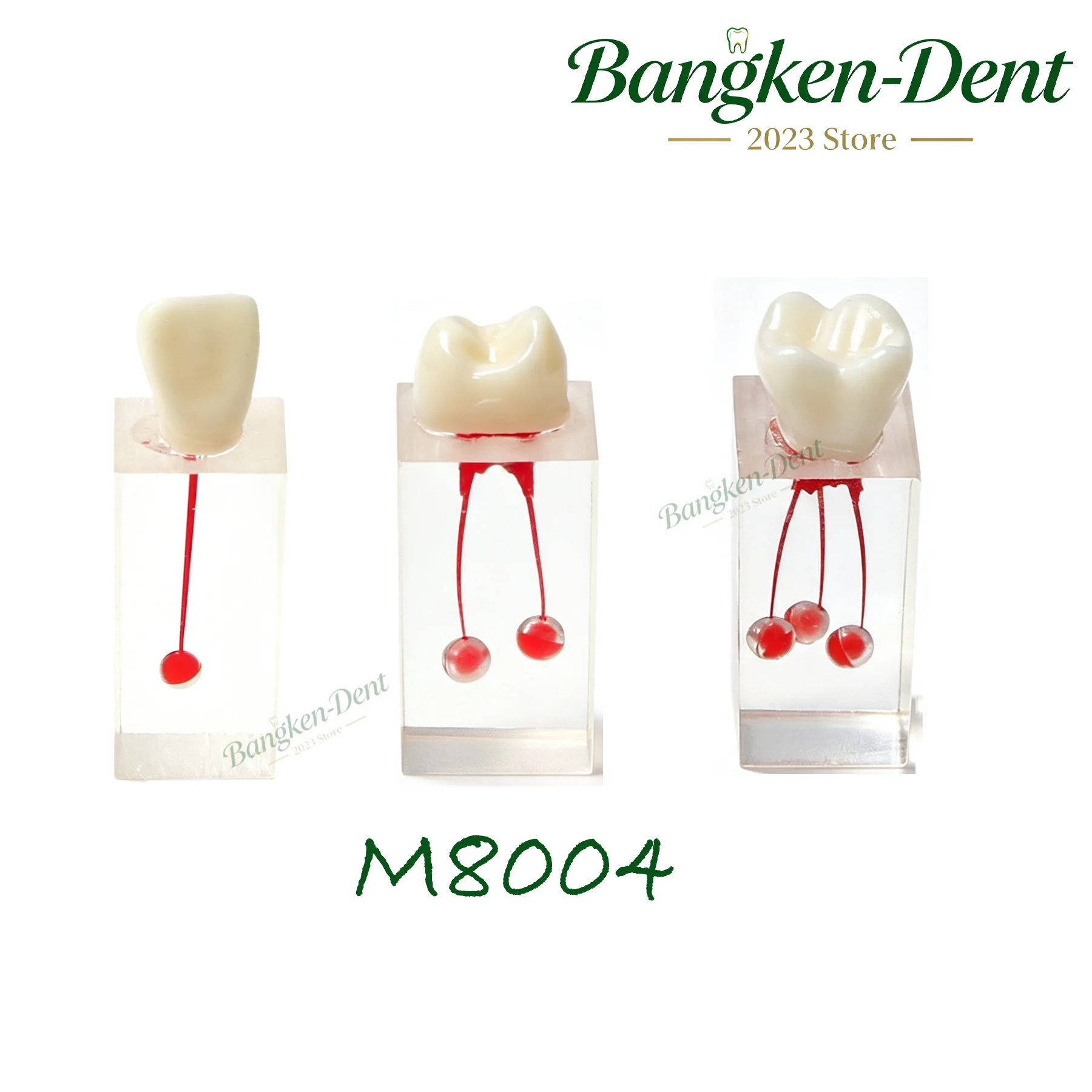 Dental Endodontic RCT Training Model Transparent Root Canal Teeth M8001-M8008 for Student Pulp Opening, Canal Prep, Filling