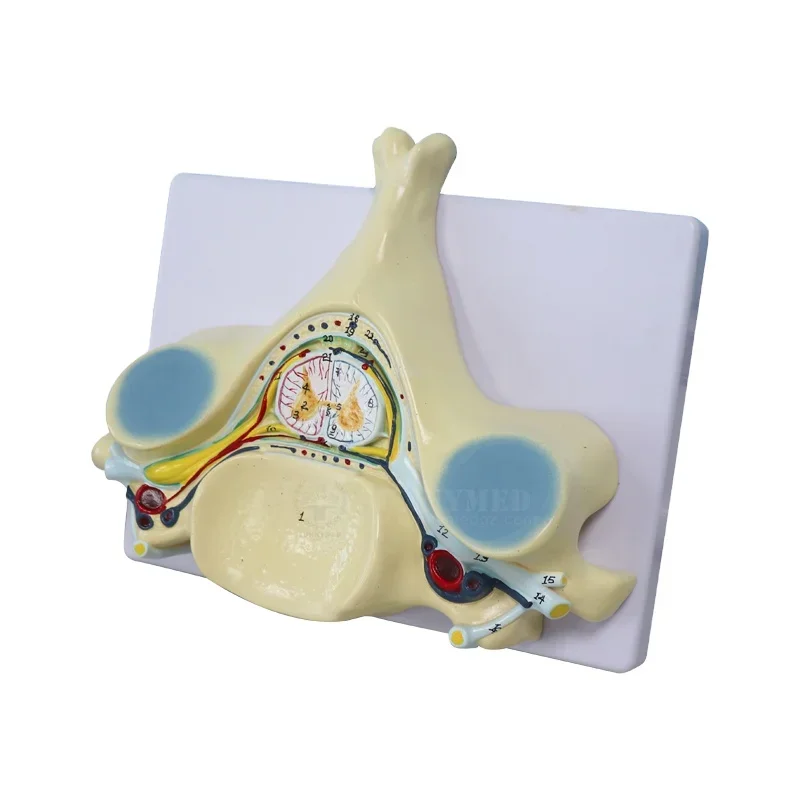 SY-N028 Spinal cord transection Model for complete SCI Spinal Cord Injury Study/induced spasticity