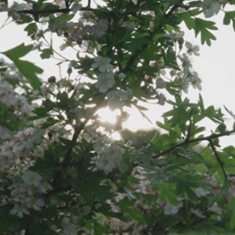 

Holybro Ardupilot Arduplane Pitot Digital Air Speed Meter / Airspeed Meter Sensor Tube for Pixhawk 4 Flight Controller FPV Drone