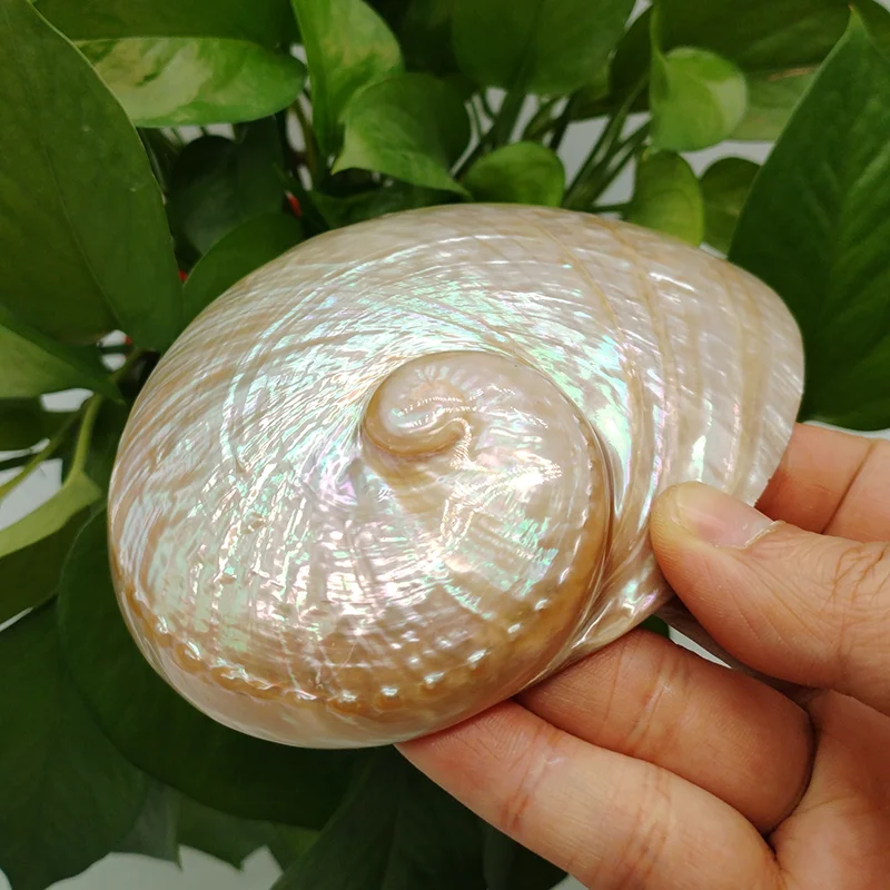 1PC 100%  Australian Polished Abalone Shell White Natural Shell for Smudging Sage Burner Holder Meditation Home Decor