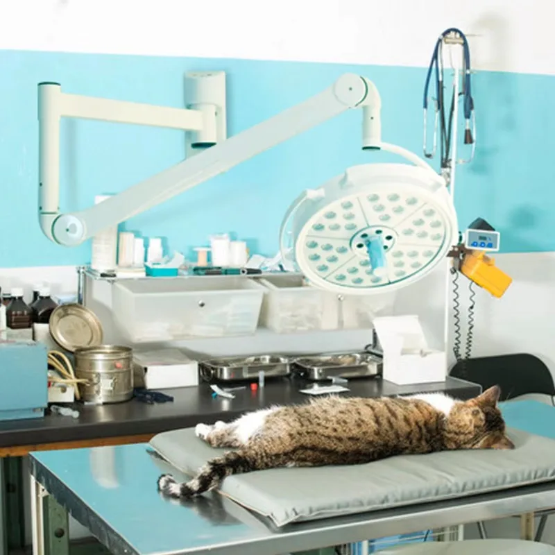 

Multi Functional Surgical Wall Lamp for Veterinary Use Hospitals and Clinics Surgical Examination of Lighting Headlights