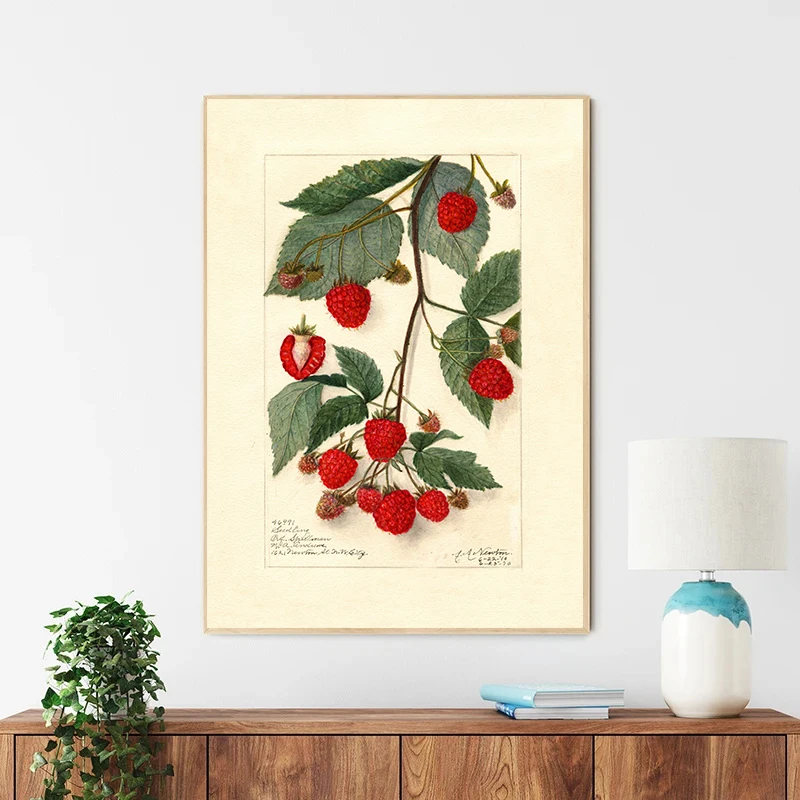 Retro Botanical Fruit Loquat Lychee Cherry Vintage Posters and Prints Wall Art Canvas Painting Wall Pictures Kitchen Decoration