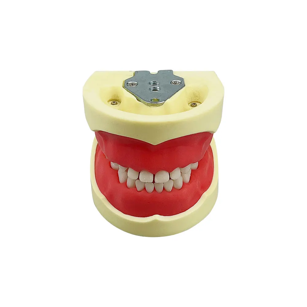 Kids Teeth Model For Dental Technician Practice Dental Typodont Model With Removable Teeth Soft Gums   Dentistry Training Models