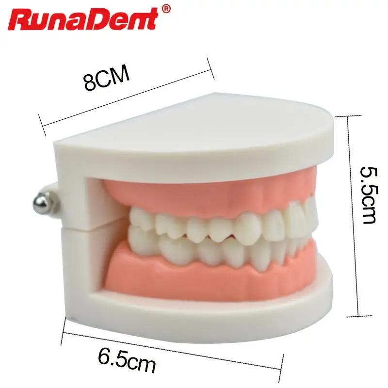 Dentist Student Decay Model Dental Cavities Model Standard Teeth Model Children Kid Teaching Study Demonstration Tool