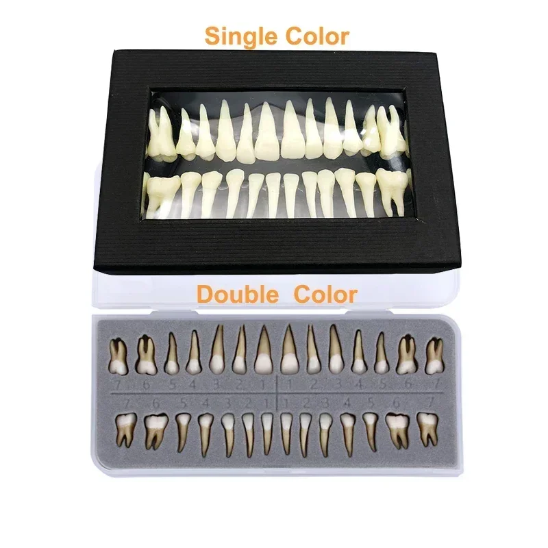 Full Mouth Tooth Model Dental Oral Monochrome Permanent Tooth Model with Root Simulated Tooth Model