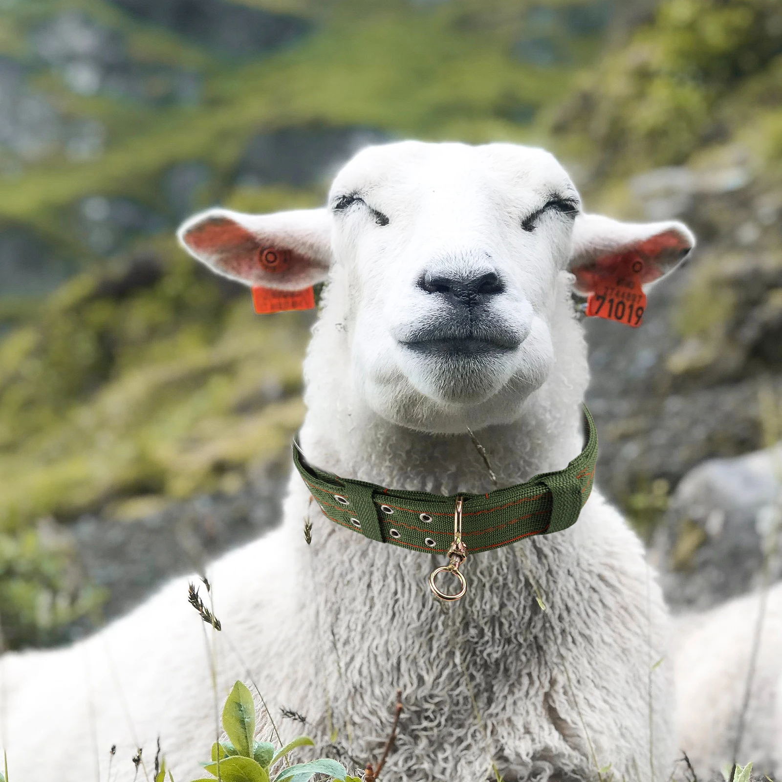 

Sheep Neck Collar Goats Traction Horse Thickened Cow Collars for Cows Boys Baby