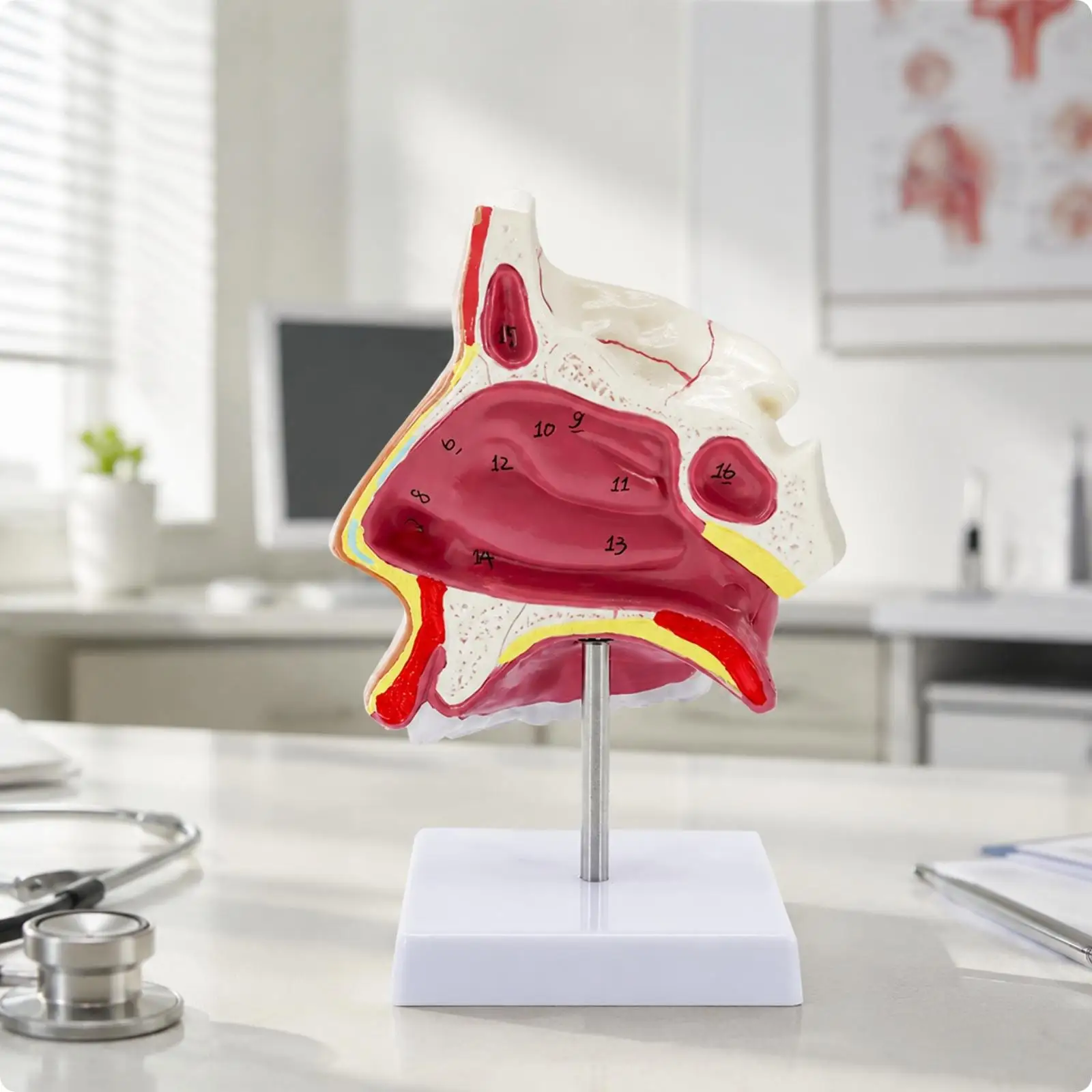 PVC Nasal Anatomy Display Sagittal Cross Section ENT Teaching Model for Medical Education