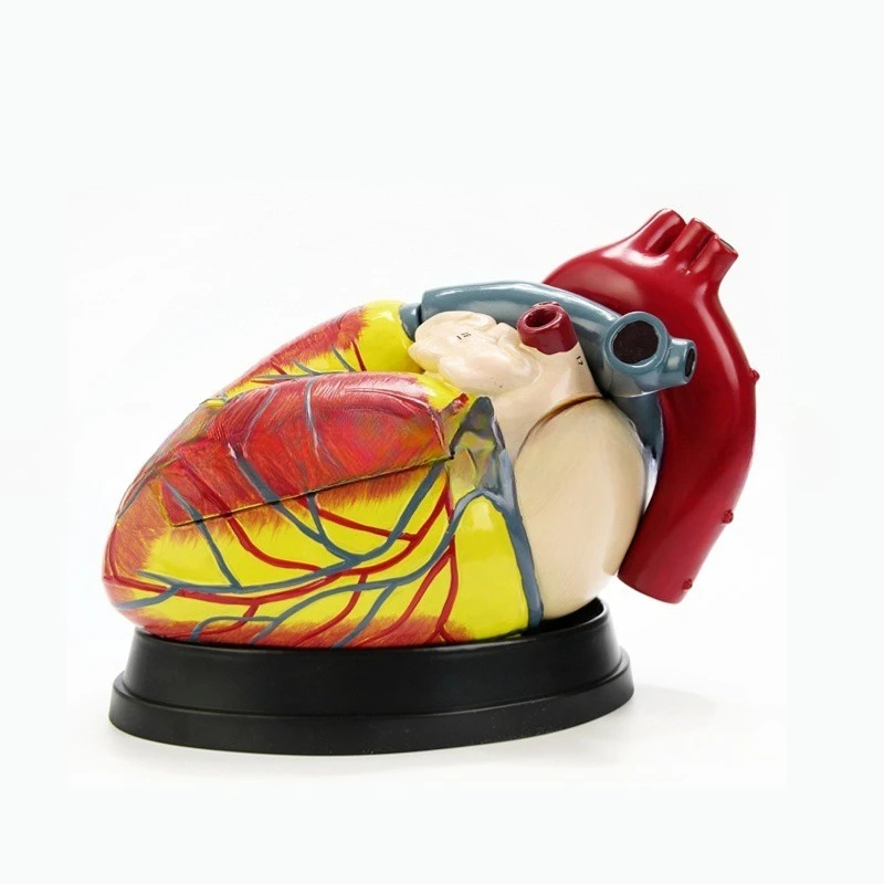 4X Enlargement Heart Model Cardiology Human Heart Anatomy Medical Model