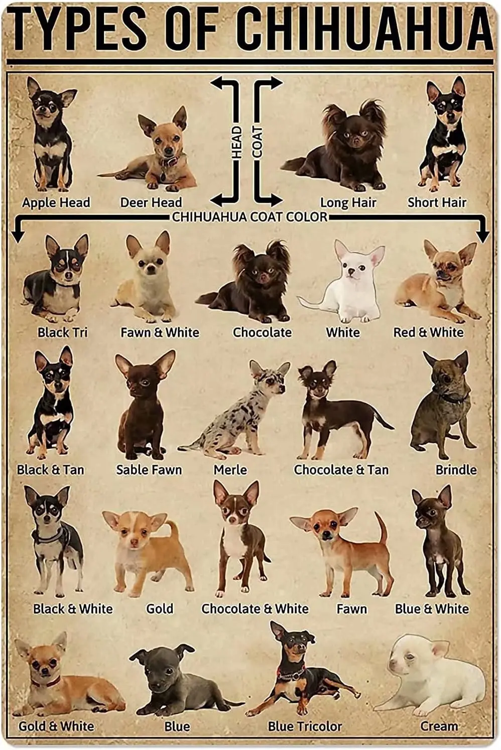 Affiche métallique éducative sur les chiens Chihuahua, avec impression des types de Chihuahua, pour école, jardin, ferme, café, chambre, salle de bain, cuisine