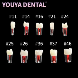 1 szt. Model zębów Model treningowy terapii kanałowej miazgi zębowej Rct praktykuje Model uczenia się jamy miazgi zębowej