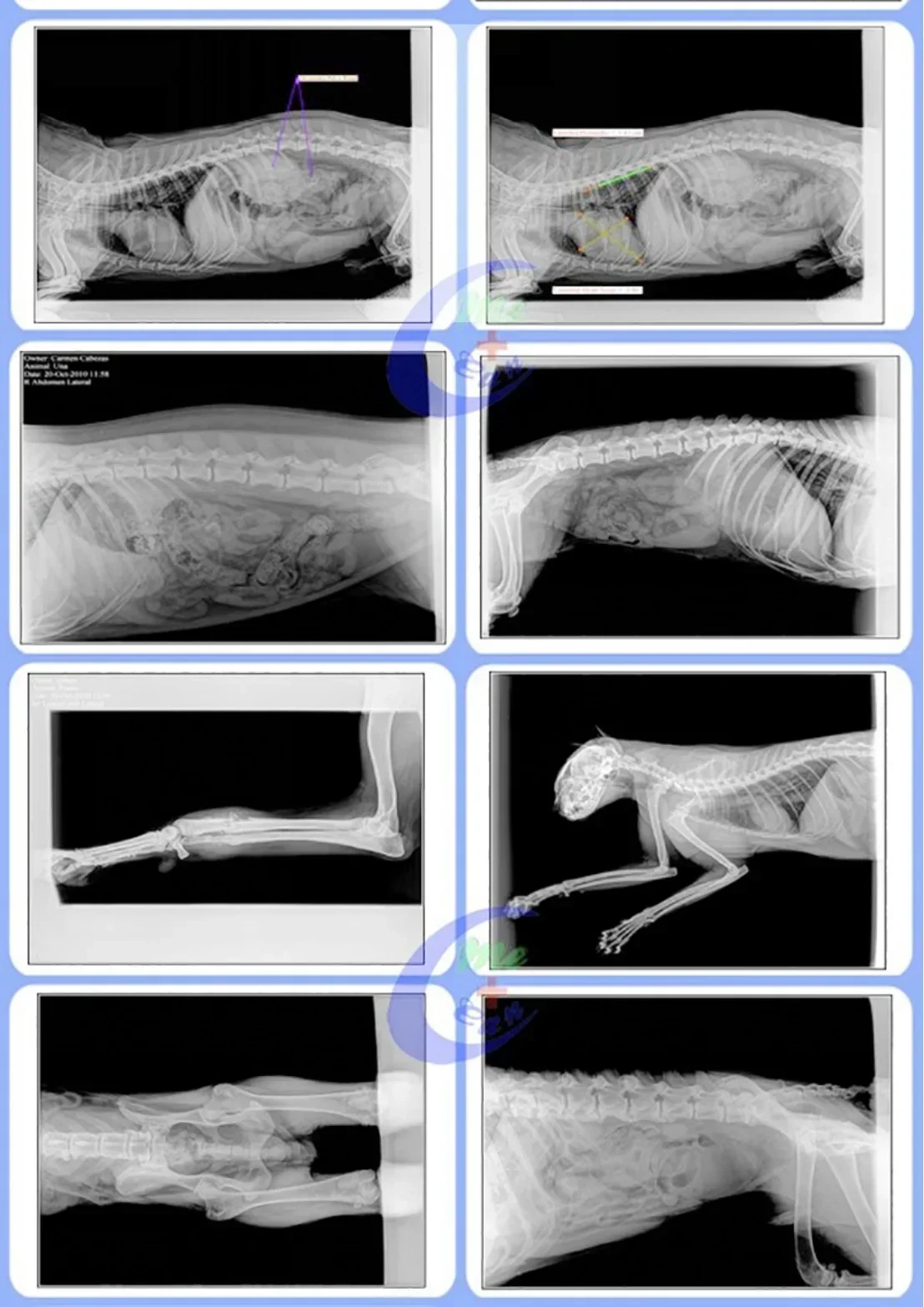 Profesjonalny System radiografii sprzęt weterynaryjny Xray medyczny sprzęt rentgenowski cyfrowy mobilny aparat rentgenowski dla weterynarza