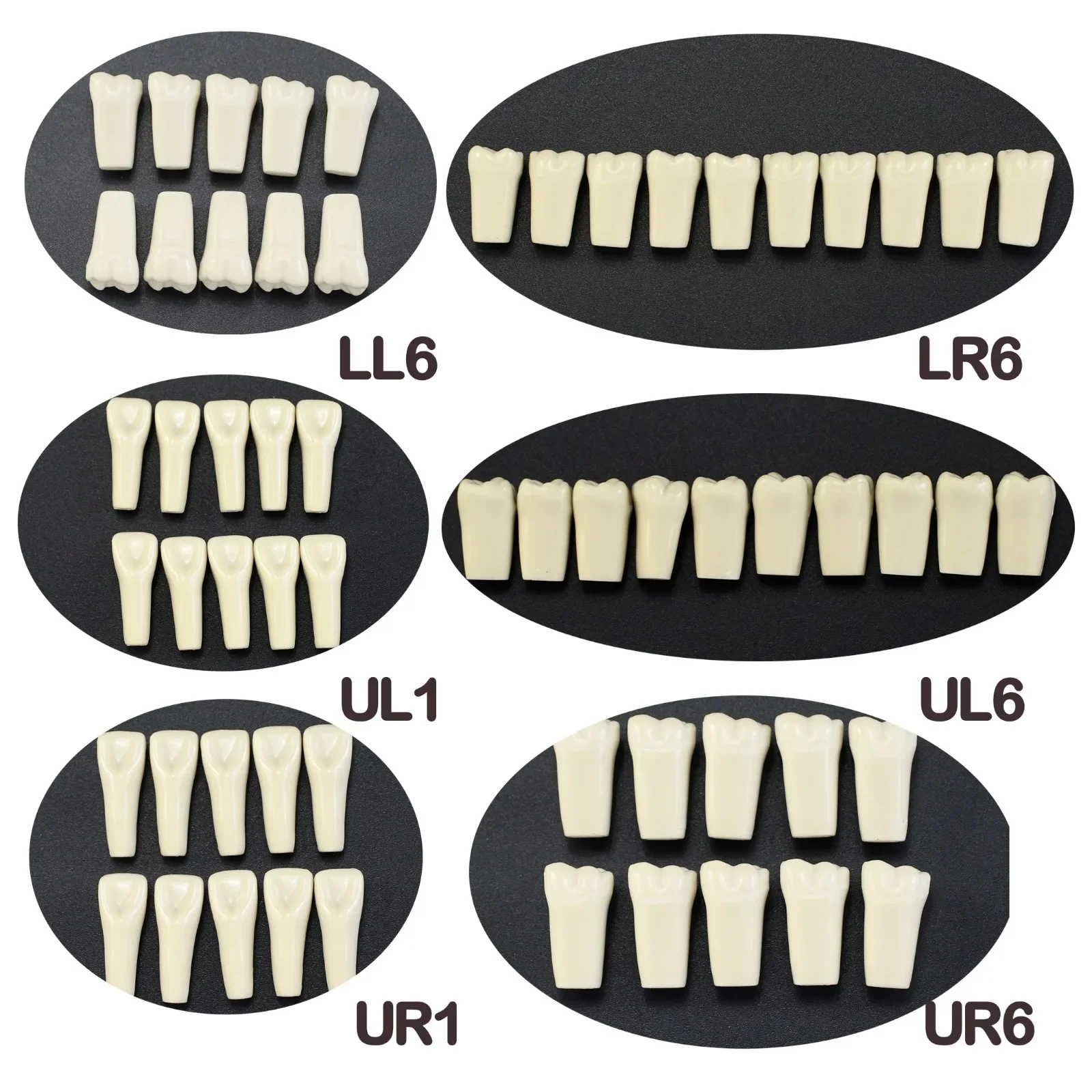 10pcs/lot Individual Replacement Teeth Fit Columbia 860 Teeth Typodont Model