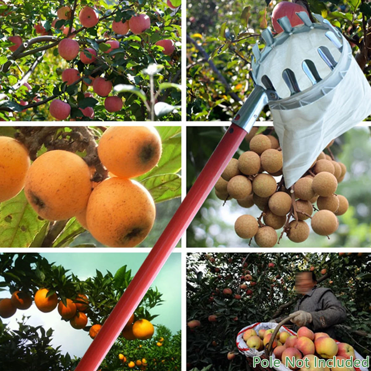 Fruit Picker Tool,Durable Orchard Gardening Harvester,High Branch Picker,Stainless Steel-Pole Not Included