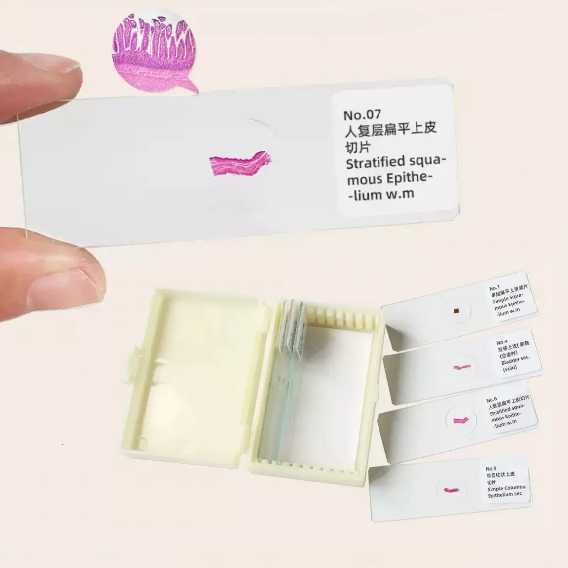 10PC Prepared Specimen Slices Microscope Normal Human Tissue Sample Section Biological Slicing Lab Anatomy Histology Education