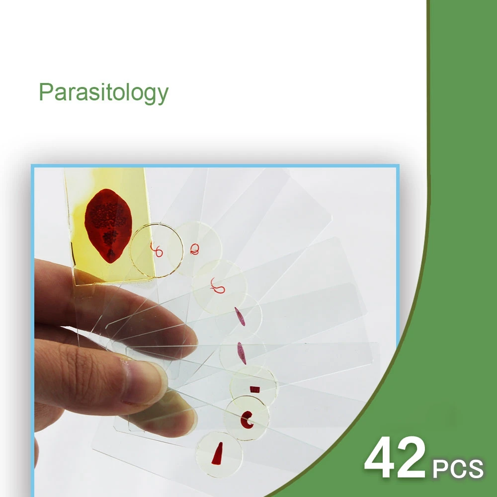 42個顕微鏡スライド寄生虫生物標本スライドため寄生虫教育研究医学部