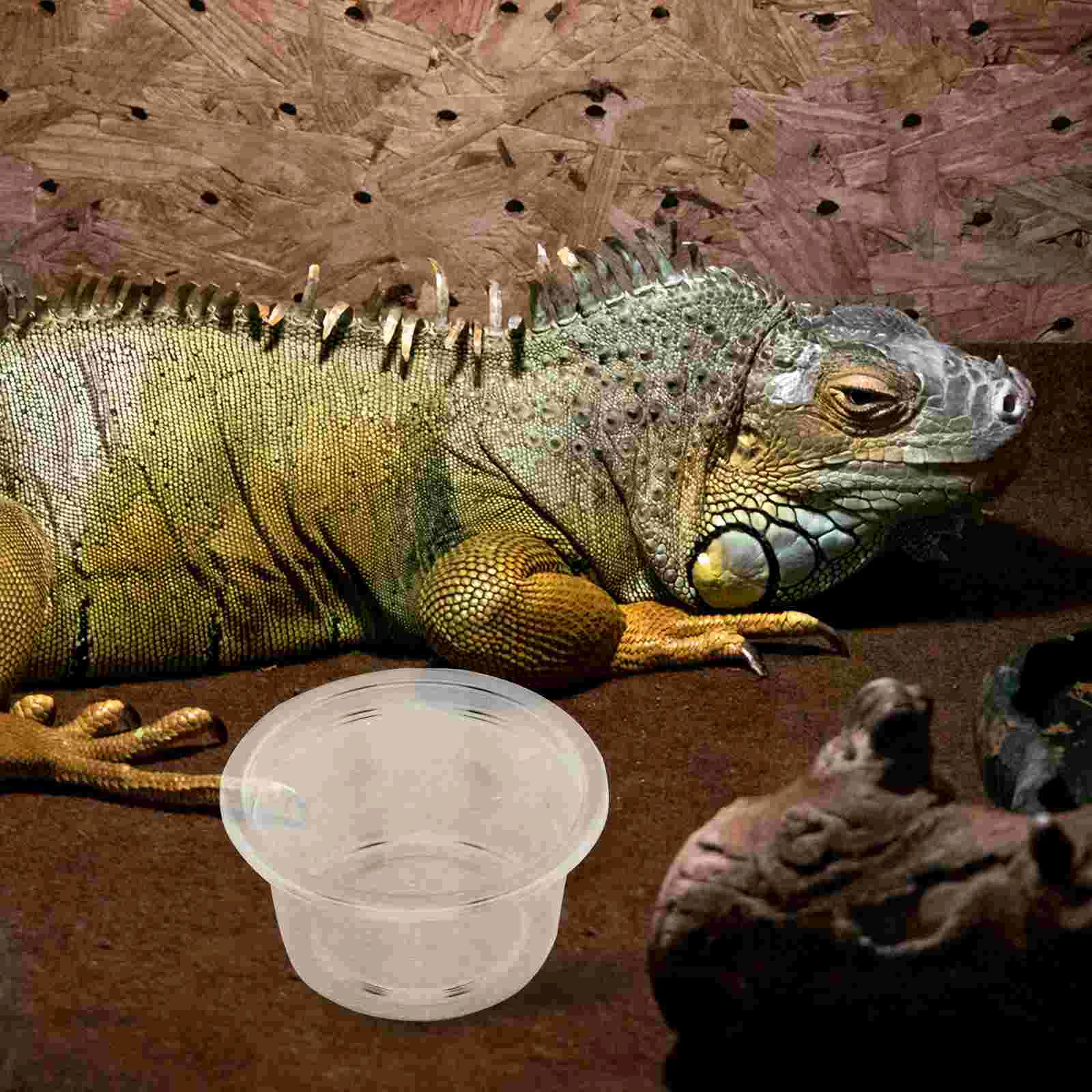 20 Uds. Macetas de comida poco profundas Gecko, caja de agua para reptiles, cuenco pequeño de Animal, plato de uso diario de araña, leopardo