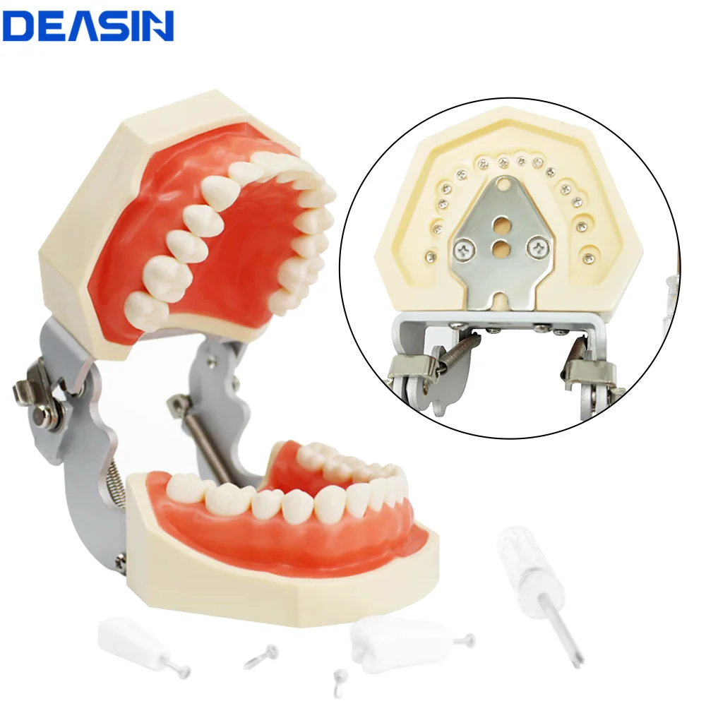 28/32 Teeth Model Soft Gum Detachable Simulation for Dental Teaching Practice Training Jaw Typodont Standard Deasin