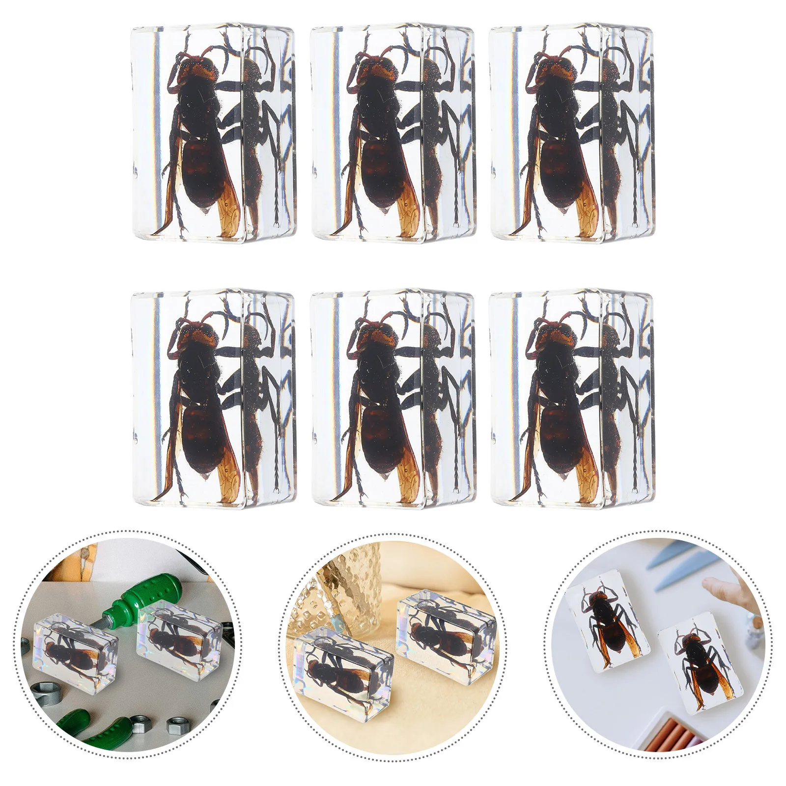 

6pcs Resin Insect Paperweights Handcrafted Transparent Wasp Specimens Biology Science Education Decorative Office Desk Display