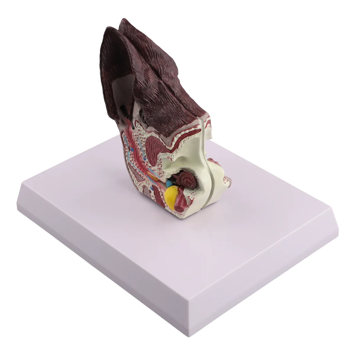 Gfc-cachorro lesão da orelha modelo de anatomia animal ciência veterinária auxiliar ensino canina pesquisa remessa direta, orelhas do cão doente