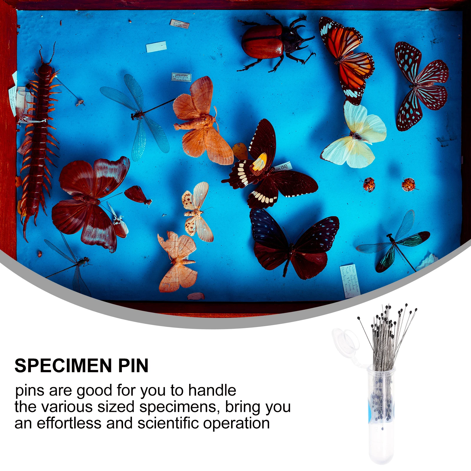 

200pcs Stainless Steel Specimen Pins For Collection Entomology Mounting Display Rust Resistant Tool Parts With Plastic