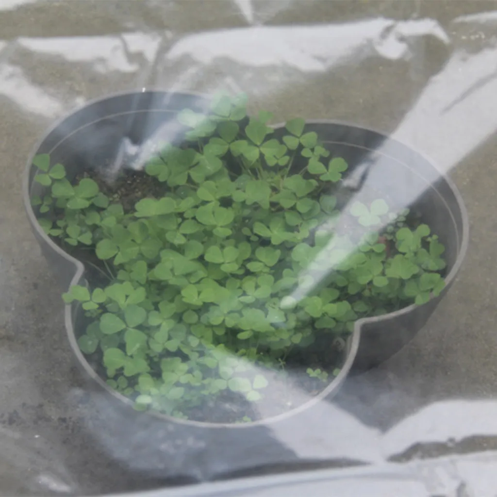 Transparent Hot House Vegetable Greenhouse Agricultural Cultivation Cover Clear Plastic Small Arch Shed Sheeting Dustproof Cloth - view 3