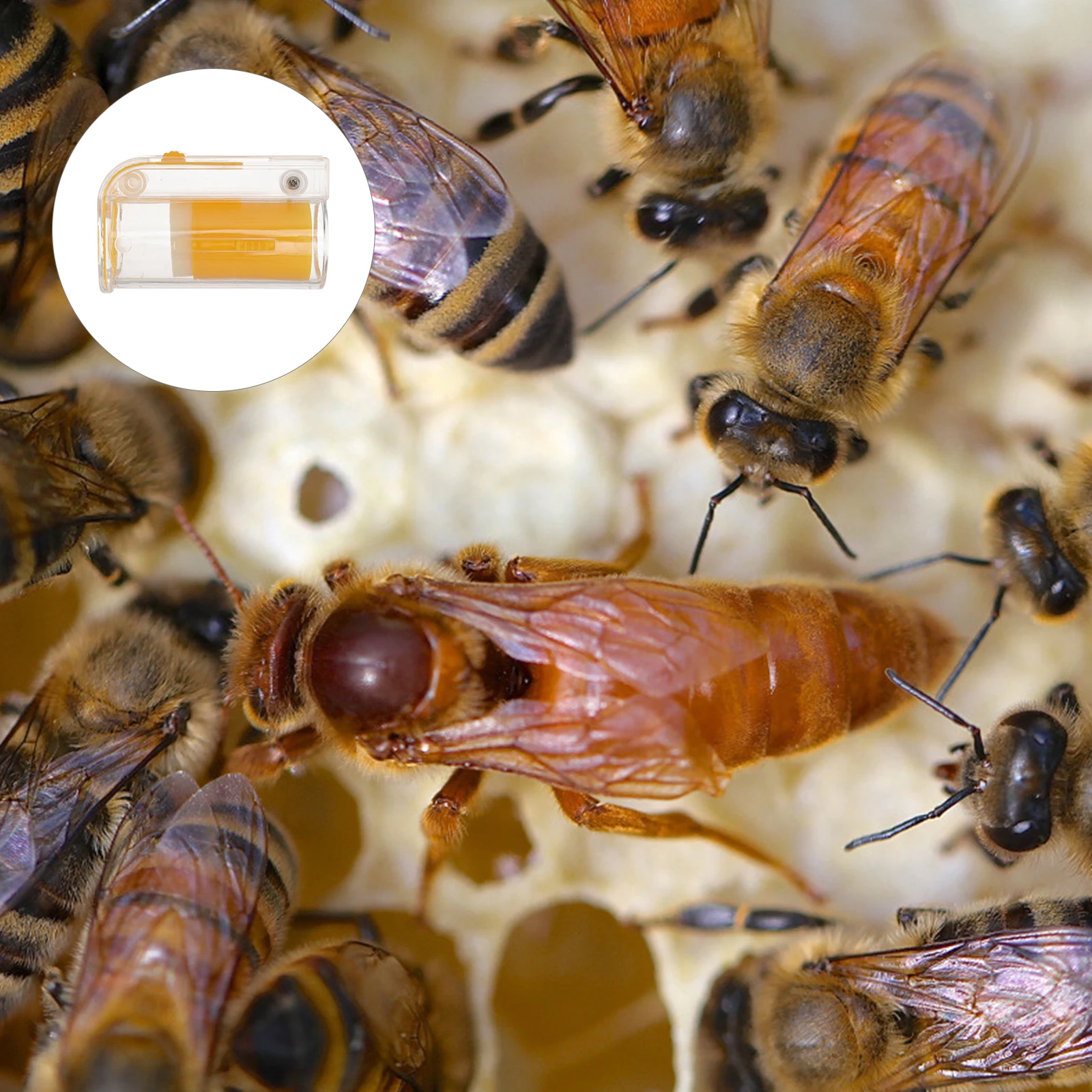 

beekeeping bottle rearing box marking catcher catching bottle bottle
